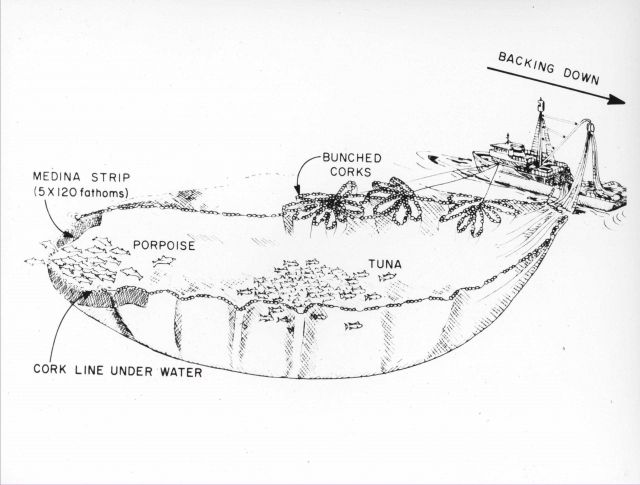 Diagram of method to save porpoise from accidental death in tuna nets. Picture