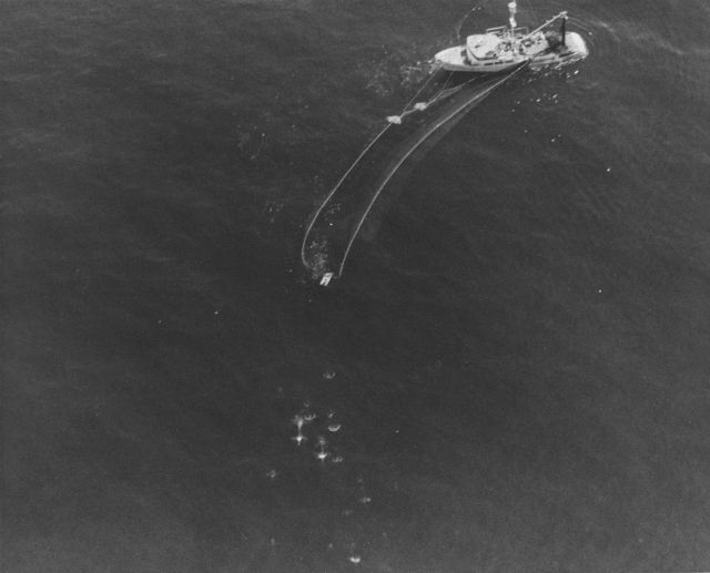 Porpoise escaping tuna net during the 