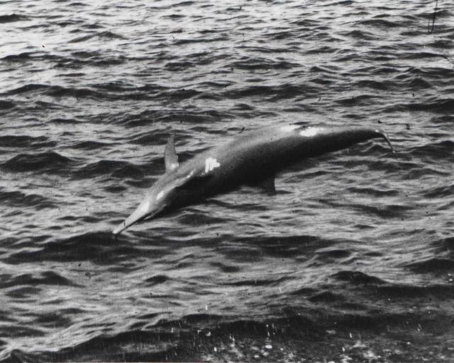 A leaping porpoise Picture