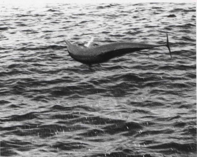 A leaping porpoise Picture