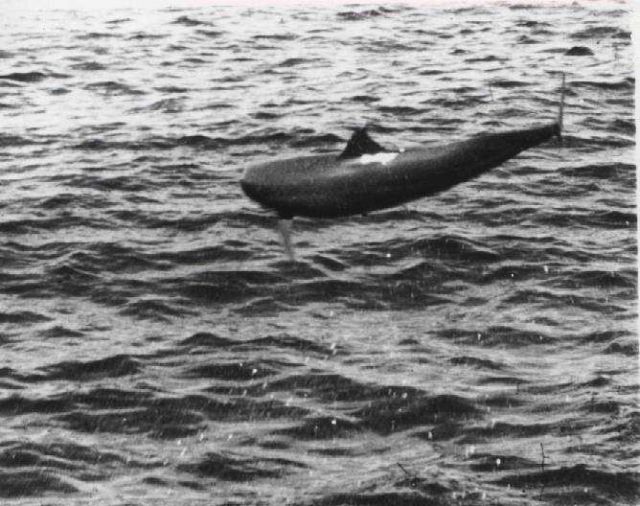 A leaping porpoise Picture