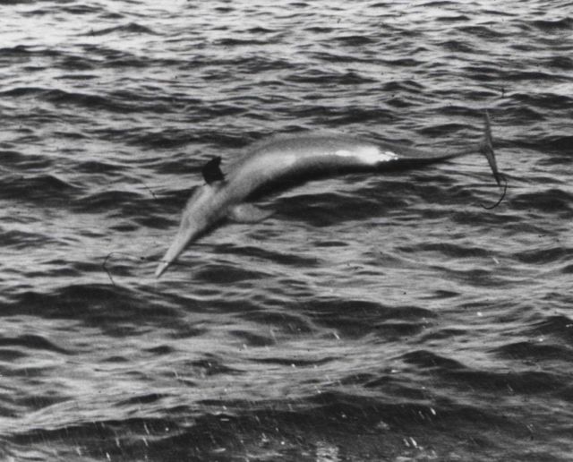 A leaping porpoise Picture