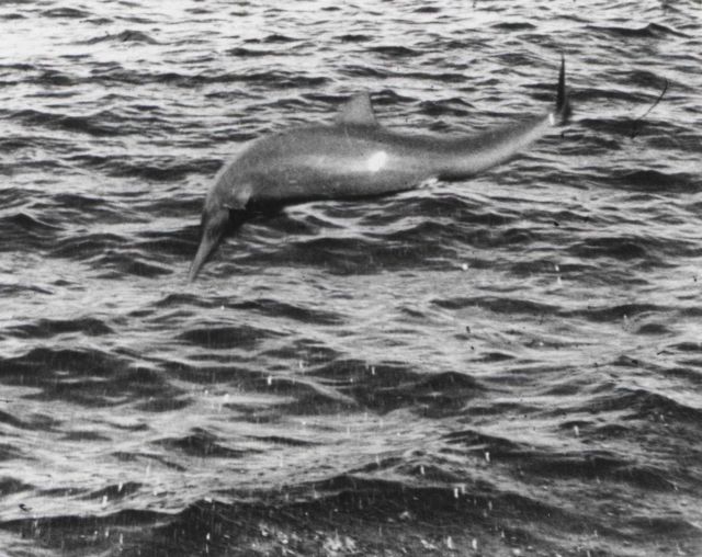 A leaping porpoise Picture