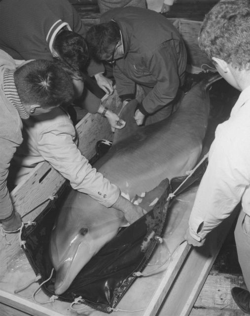 Tagging porpoise Picture