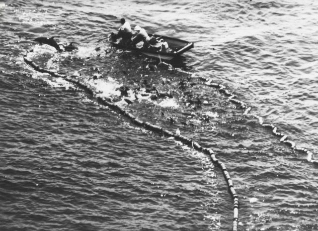 Porpoise escaping a tuna net Picture