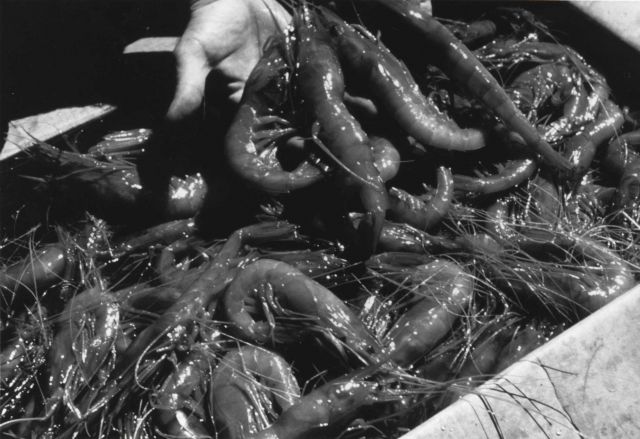 Scarlett prawns caught by the USBCF research vessel OREGON II during explorations for new shrimp grounds off northeastern South America Picture
