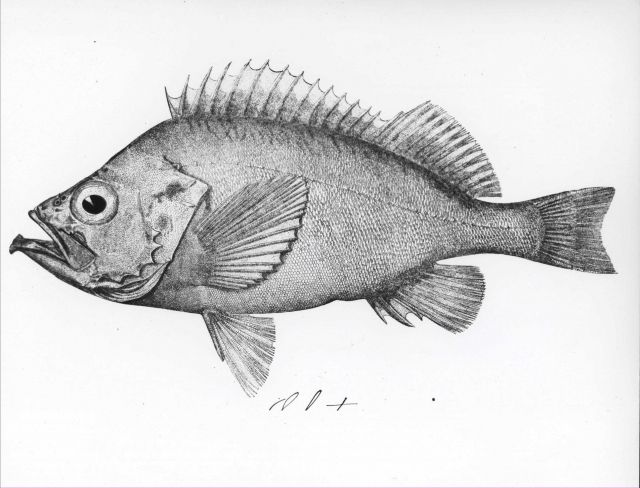 Rosefish rockfish (Sebastes marinus) Picture