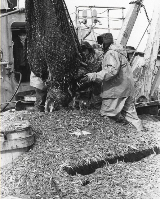 A 2,000 pound catch of pink shrimp (Pandalus borealis) is dumped on deck of the Soviet Research Vessel KRILL during cooperative shhrimp research off A Picture