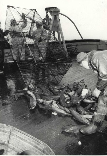 A NMFS fishery biologist examines sablefish caught by one of the collapsible steel mesh traps used in the new fishery. Picture