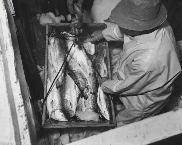 Hoisting the fish from the fish hold to the grading platform located dock-side. Picture