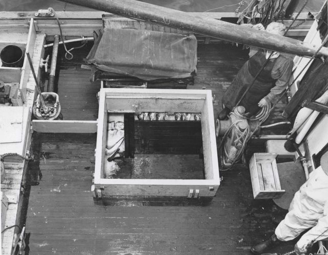Deck view of fish hold on commercial salmon trolling boat. Picture