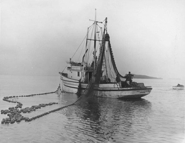 Salmon seiner drumming in the net Picture
