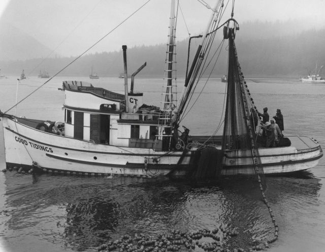 Salmon seining in the Icy Straits area. Picture