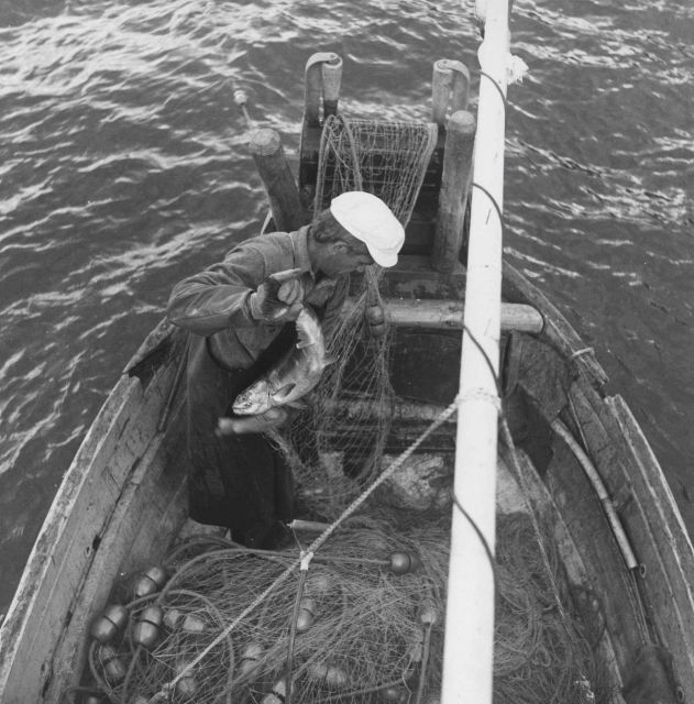 Gill net operation - removing salmon from gillnet Picture