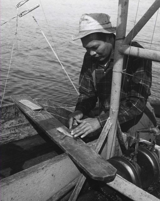 Preparing bait for salmon trolling Picture