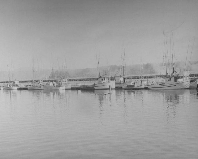 Salmon trollers at Newport. Picture
