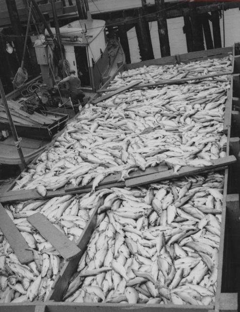 Humpback and dog salmon being unloaded at the False Pass Cannery. Picture