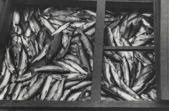 Salmon in the hold of a commercial fishing vessel Picture