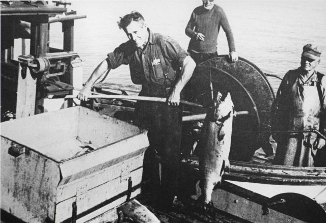 To save the time-wasting trip back to the cannery, packer boats are sent out to the fleets to pick up the catch Picture