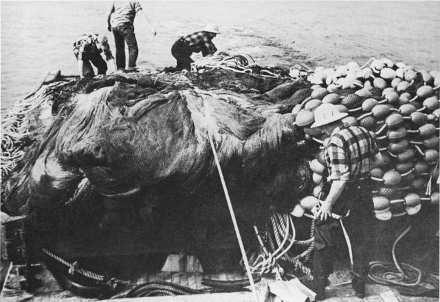 When the purse seine is completely brailed out, it is carefully repacked on the turntable, floats on one side, weights on the other, ready for the nex Picture