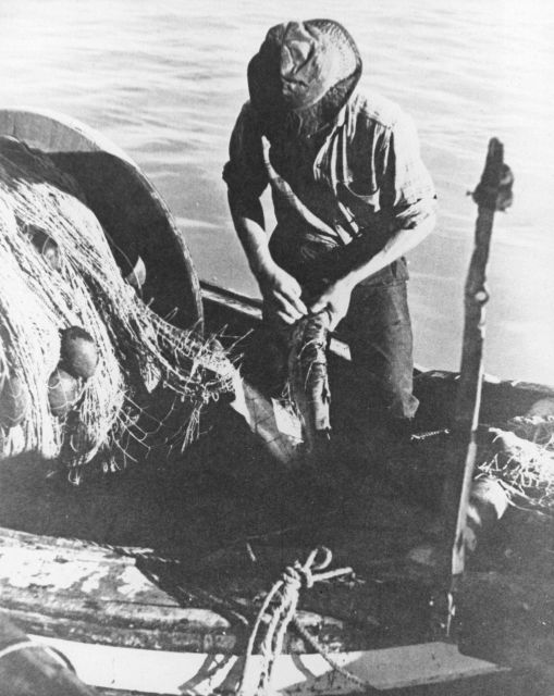 As the name implies, gill nets trap fish by the gills which must open and close constantly if the fish is to live Picture