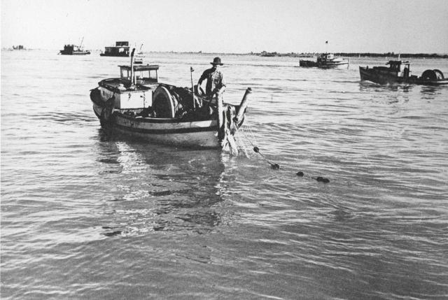 The gill net, sometimes called a drift net because it is set to drift downstream with the current, is hauled in over a power-driven drum in the stern  Picture