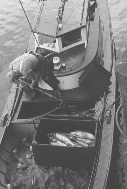 Unloading salmon at the Bumble Bee Company dock Picture