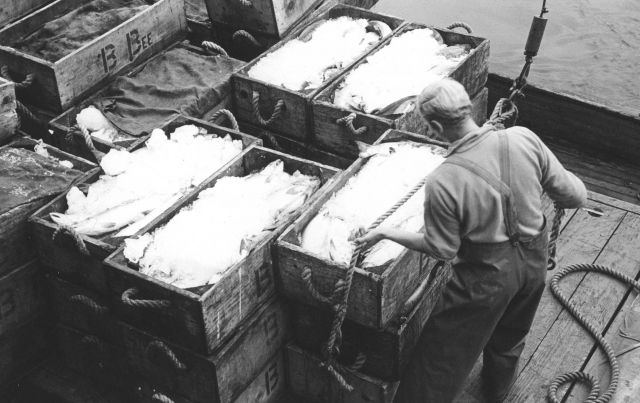 Unloading salmon at the Bumble Bee Company dock Picture