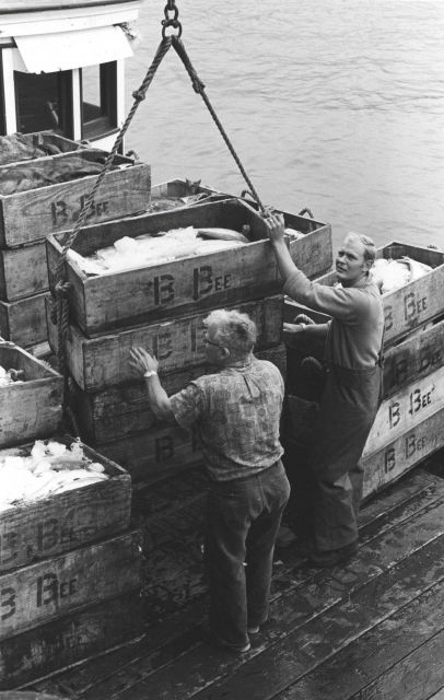 Unloading salmon at the Bumble Bee Company dock Picture
