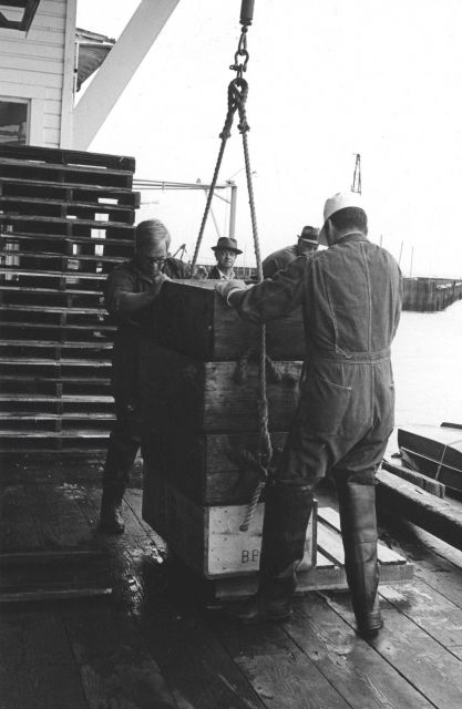 Unloading salmon at the Bumble Bee Company dock Picture