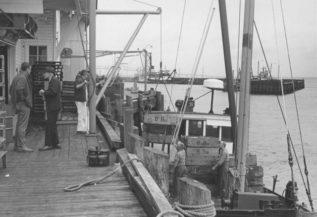 Unloading salmon at the Bumble Bee Company dock Picture