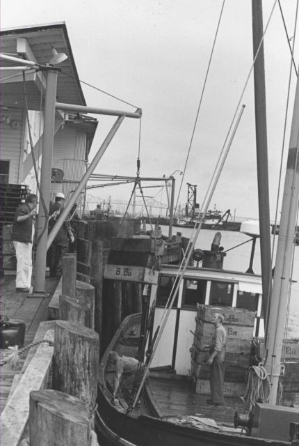 Unloading salmon at the Bumble Bee Company dock Picture