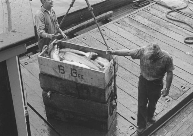 Unloading salmon at the Bumble Bee Company dock Picture