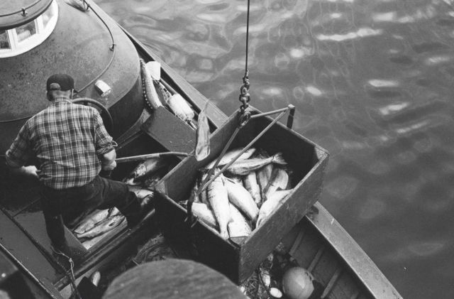 Unloading salmon at the Bumble Bee Company dock Picture