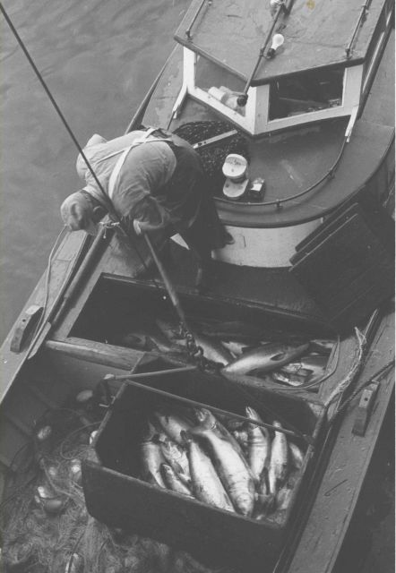 Unloading salmon at the Bumble Bee Company dock Picture