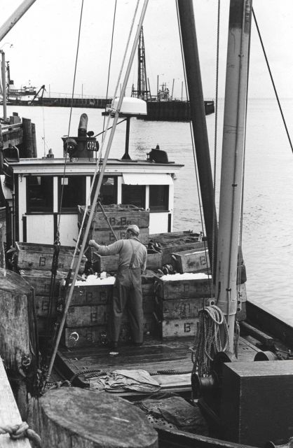 Unloading salmon at the Bumble Bee Company dock Picture