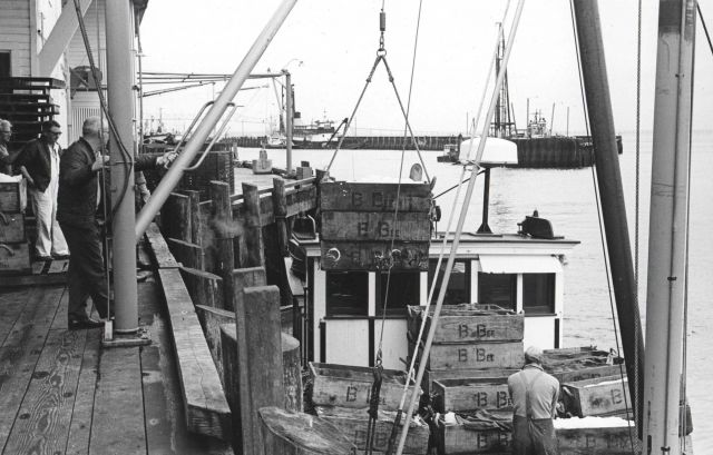 Unloading salmon at the Bumble Bee Company dock Picture