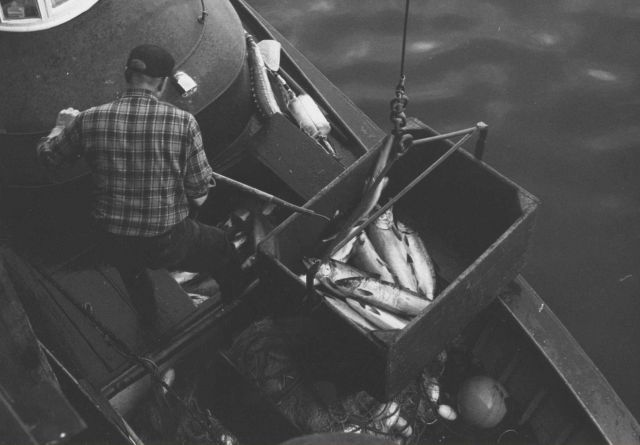 Unloading salmon at the Bumble Bee Company dock Picture