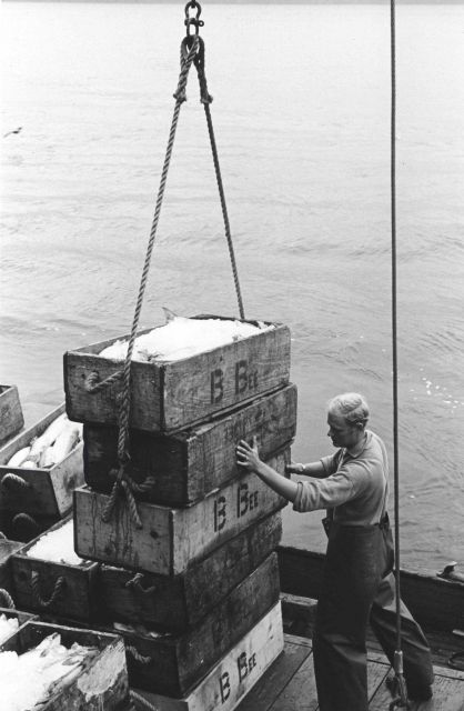 Unloading salmon at the Bumble Bee Company dock Picture