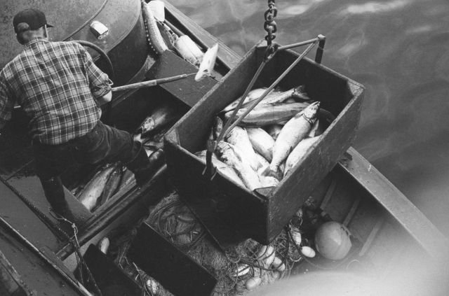 Unloading salmon at the Bumble Bee Company dock Picture