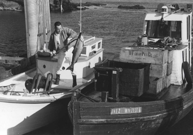 Loading salmon buyer's box Picture