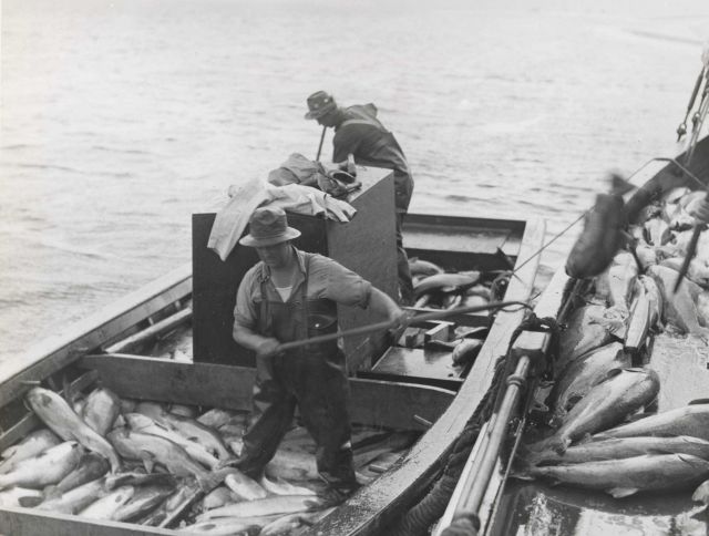 Salmon being transferred to large boat on which they are iced and hauled to cannery. Picture