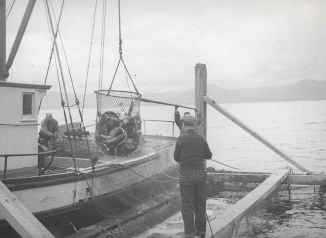 Brailing salmon from fish trap Picture