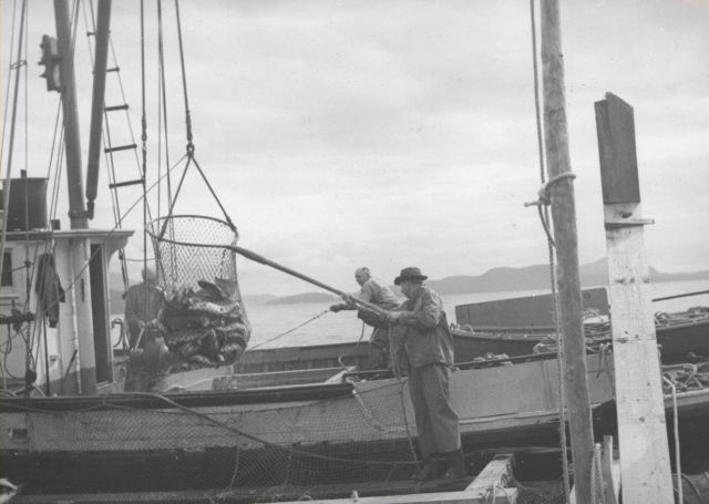 Brailing salmon from fish trap Picture