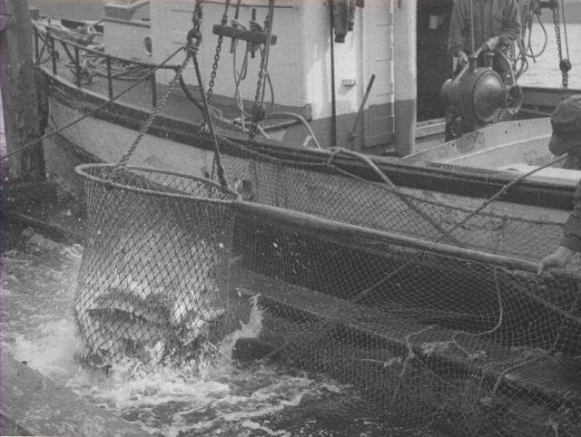 Brailing salmon from fish trap Picture