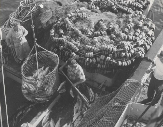 Transferring sockeye salmon from a purse seiner to the buyer boat. Picture