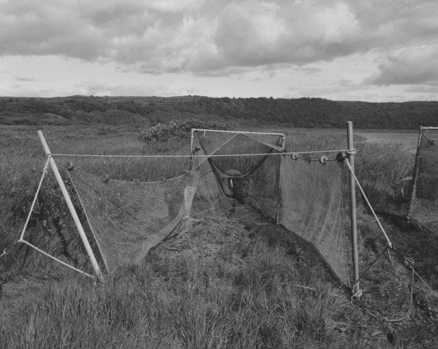 Fyke net used in catching young red salmon smolts. Picture