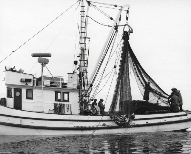 Purse seiner with salmon in net Picture