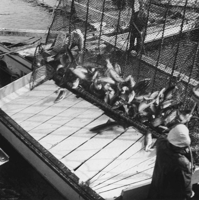 Harvesting salmon from fish trap Picture