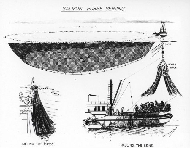 Diagram of salmon purse seining by S Picture